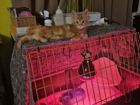 Maine coon 980 78980 Saint-illiers-le-bois