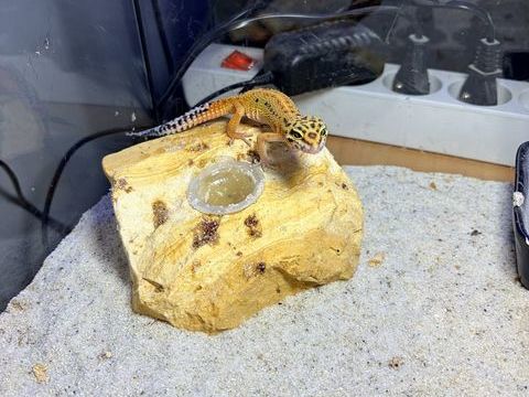 Gecko 100 88420 Moyenmoutier