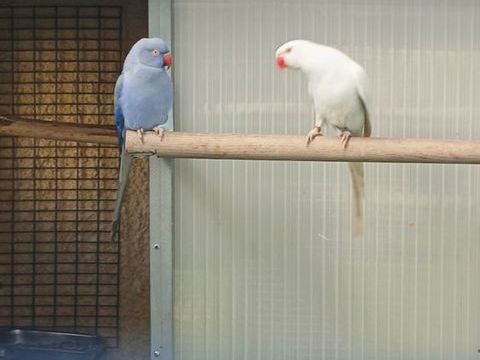 Perruches collier, conure 60 07100 Annonay