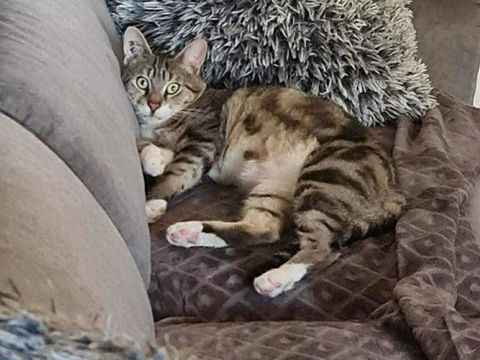 Smoke, un c�ur tendre en qu&ecirc;te d'un foyer 50 92000 Nanterre