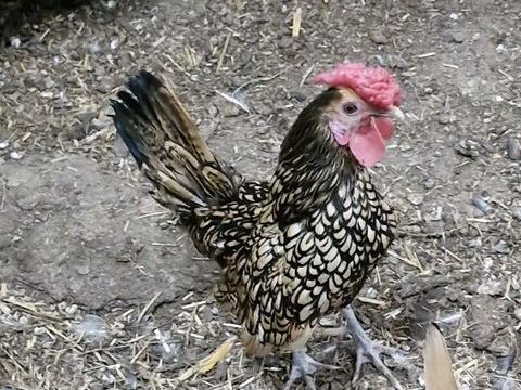 des petits coqs et poules naines 0 85140 Sainte-florence