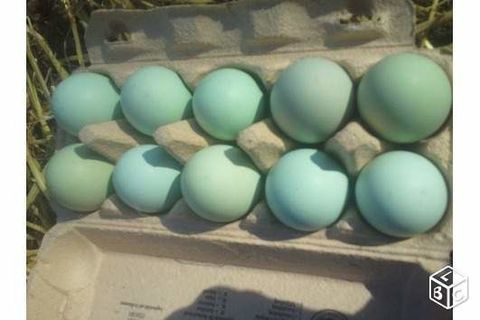 Oeufs de poules de Bavi&egrave;re f&eacute;cond&eacute;s &agrave; couver 2 68270 Wittenheim