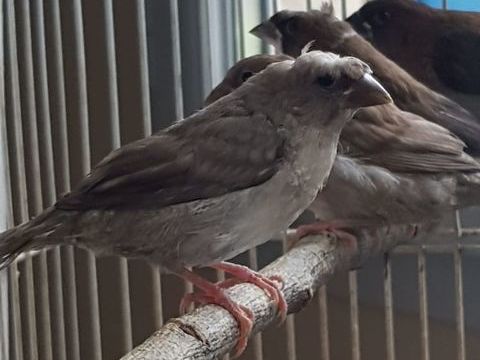 moineaux du japon 10 93160 Noisy-le-grand