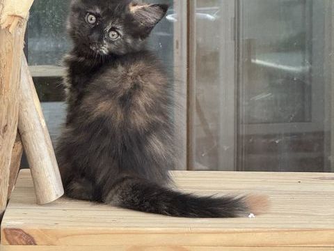 Magnifiques baby's Maine Coon 1000 89400 Migennes