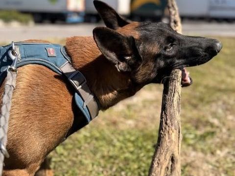 Chien THOR &agrave; l adoption 250 26240 Saint-barthélemy-de-vals