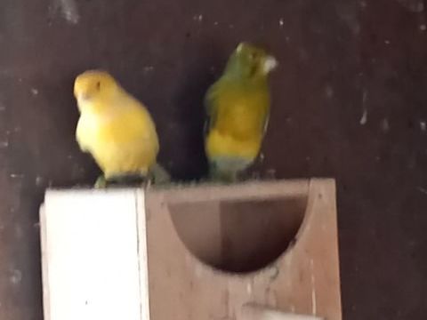 Canari 25 43700 Le monteil