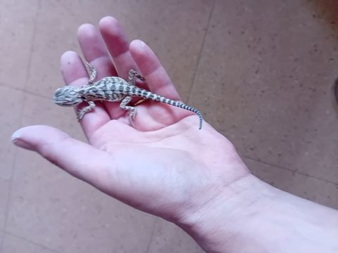 Bb pogona 50 88420 Moyenmoutier