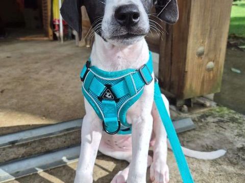 Liddy, femelle berger, née le 15/09/2025 300 93000 Bobigny