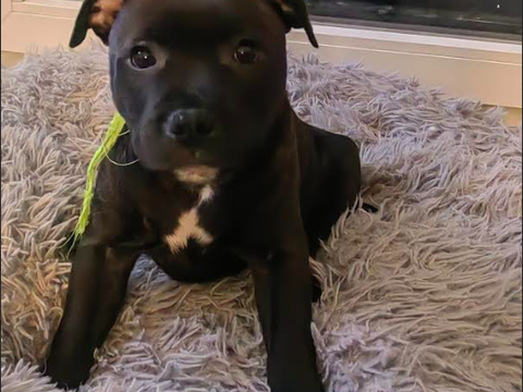 1 male et 1 femelle couleur chocolat aussi beau que gentil 1500 77100 Meaux