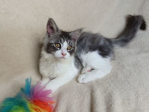 Chatons Maine coon loof  1100 07800 La voulte-sur-rh�ne
