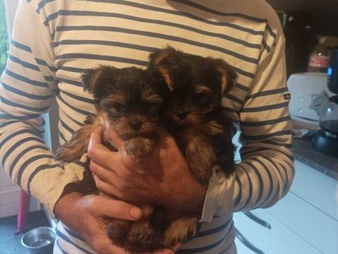 Chiots Yorkshire terrier 850 35630 Hédé