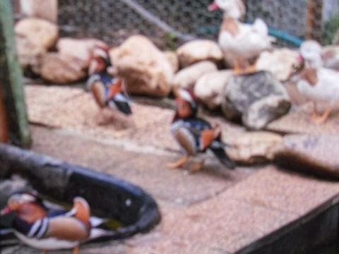 Canards d'ornement des mandarins couleurs 35 73330 Le pont-de-beauvoisin