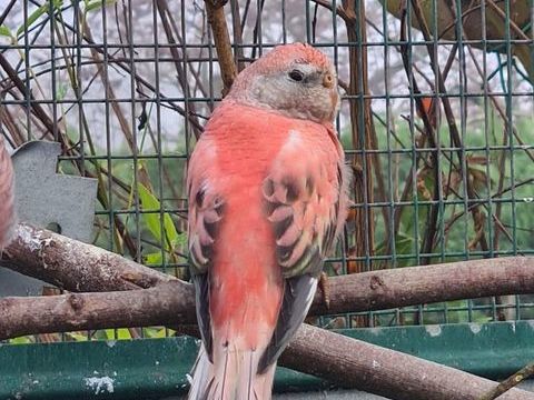 Perruche de bourkes à Caudrot 33 40 33490 Caudrot