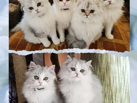 Chatons Persan males et femelles 500 09700 Saverdun