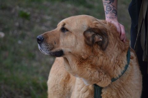 TAO🩵 MASTIN, un coeur en or  ,  un gentil g&eacute;ant doux et &eacute;quilibr&eacute; 195 24140 Douville