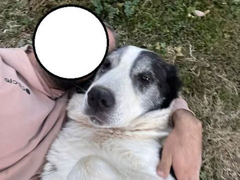 BEETHOVEN chien croisé 8 ans 100 59300 Valenciennes