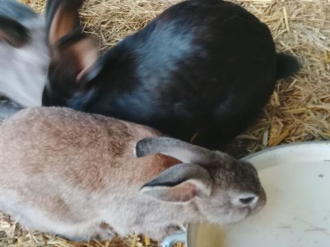 Lapins de compagnie 15 03210 Besson