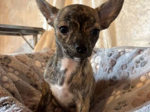 Chiot femelle Chihuahua 990 52400 Le chtelet-sur-meuse