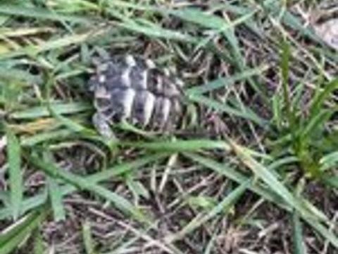   BB tortue 2026 