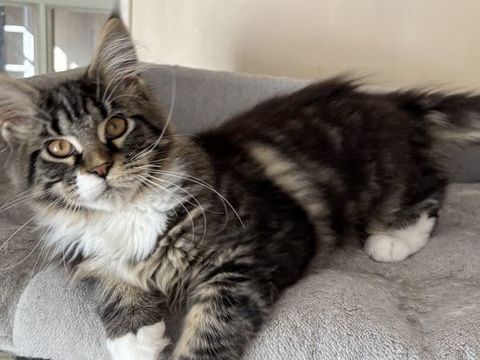 Magnifique chatons Maine Coon 950 91670 Angerville
