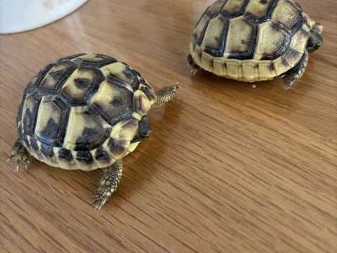 Bébé tortue 50 06530 Peymeinade