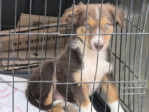 Chiots border collie 650 16250 Blanzac-porcheresse