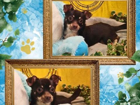 Chiot chihuahua m&acirc;le poils courts 450 18140 Pr�cy