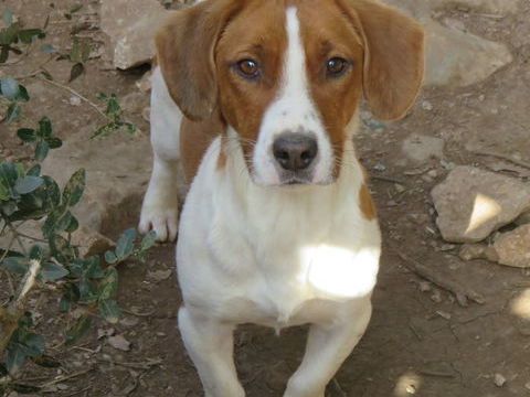 Pop le ouistiti chien est à l'adoption! 0 34000 Montpellier