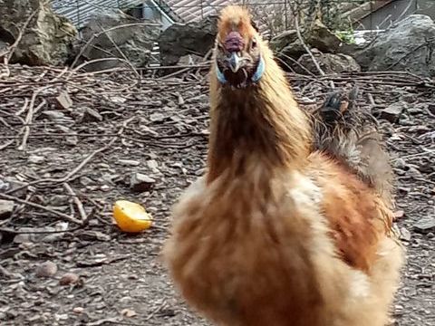 Coq soie 10 30520 Saint-martin-de-valgalgues