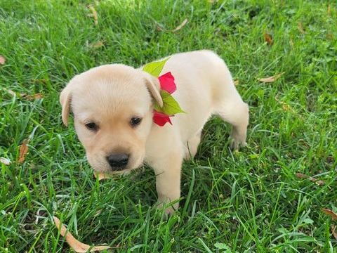 Chiots Labrador 800 54150 Ozerailles