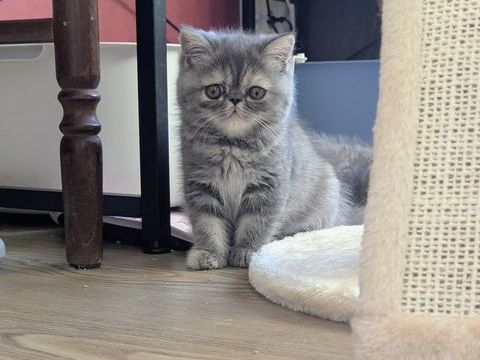2 chatons exotic shorthair m&acirc;le & femelle 830 67110 Gundershoffen