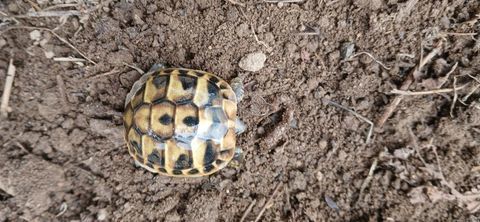 Tortue d herman 100 53240 La bigottire