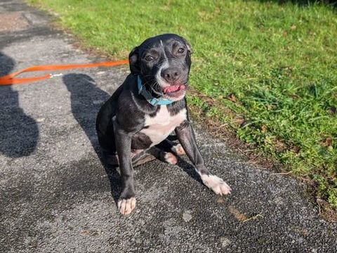 Iris, femelle crois&eacute;e cr&eacute;ole, n&eacute;e le 25/06/2025 🐶 300 93000 Bobigny