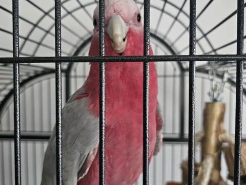 Cacatoes rosalbin 1200 59300 Valenciennes