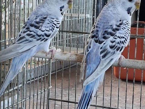 Perruches ondul&eacute;es 10 44320 Saint-p�re-en-retz