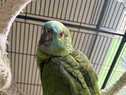 Perroquet amazone front bleu 900 93150 Le blanc-mesnil