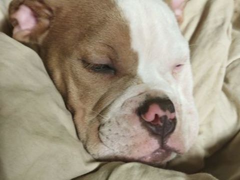 Chiots Old English Bulldog 1200 21320 Pouilly-en-auxois