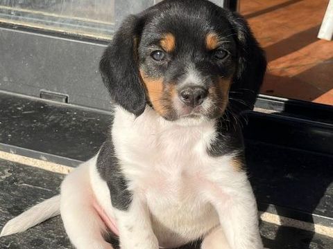 A c&eacute;der chiots crois&eacute;s Beagle & Braque 0 35600 Sainte-marie