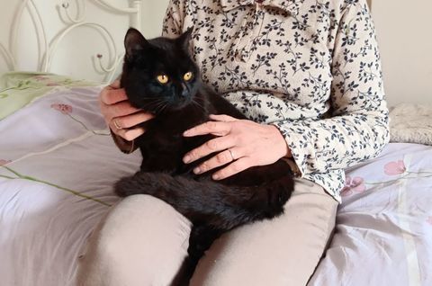 Chat trop mignon 0 41200 Romorantin-lanthenay