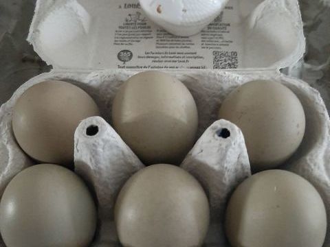 Oeufs de poules olive Egger f&eacute;cond&eacute;s &agrave; couver 2 68270 Wittenheim