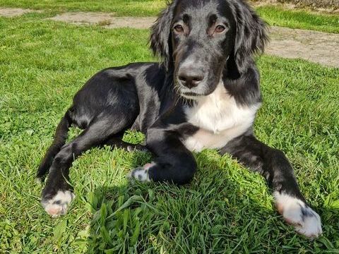 A céder chiots beauceron / setter 0 35600 Sainte-marie