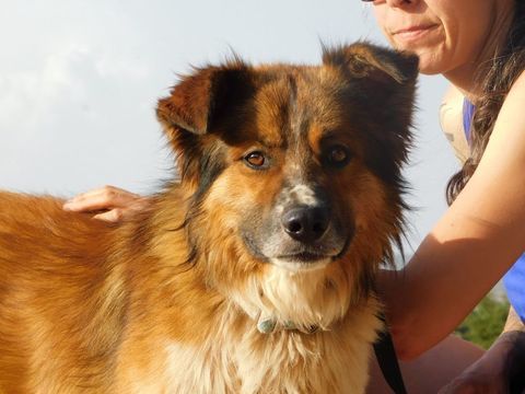 PINGO🩵 le chien dont tout le monde tombe amoureux 195 24140 Douville