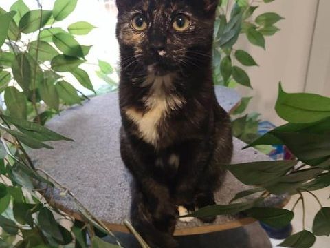 R&eacute;glisse,  jolie chatonne &eacute;caille de tortue cherche sa famille pour la vie 180 93230 Romainville