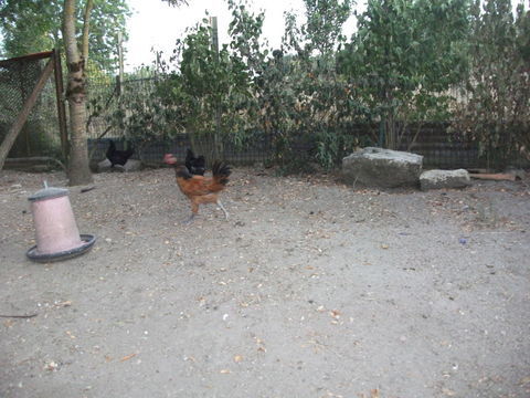 coqs 10 79270 Le vanneau-irleau