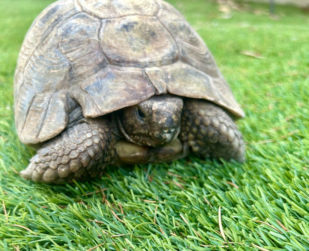   Tortue Mauresque 45 ans  
