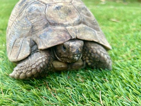 Tortue Mauresque 45 ans 400 34080 Montpellier