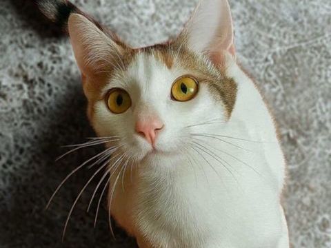 Amira, adorable chatonne à l'adoption 200 35560 Saint-rmy-du-plain