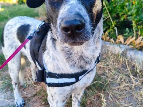 A L'ADOPTION JACK 0 75018 Paris
