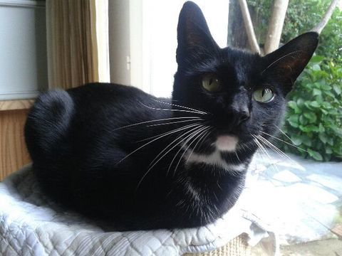 Avis de recherche pour mon chat perdu Pussycat sur Anglet. 0 64600 Anglet