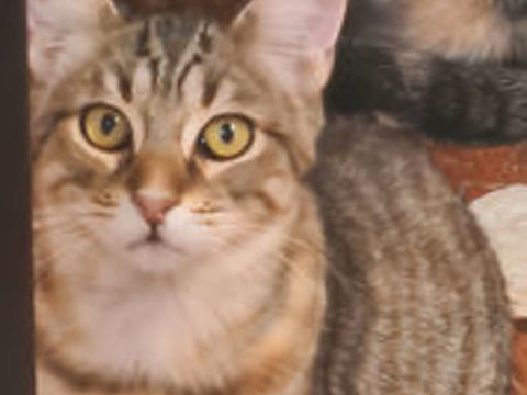 YUKA CHATON TIGRE 11 MOIS 225 92260 Fontenay-aux-roses